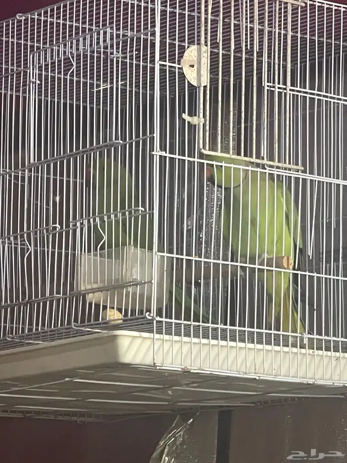 زوج درة منتج 2