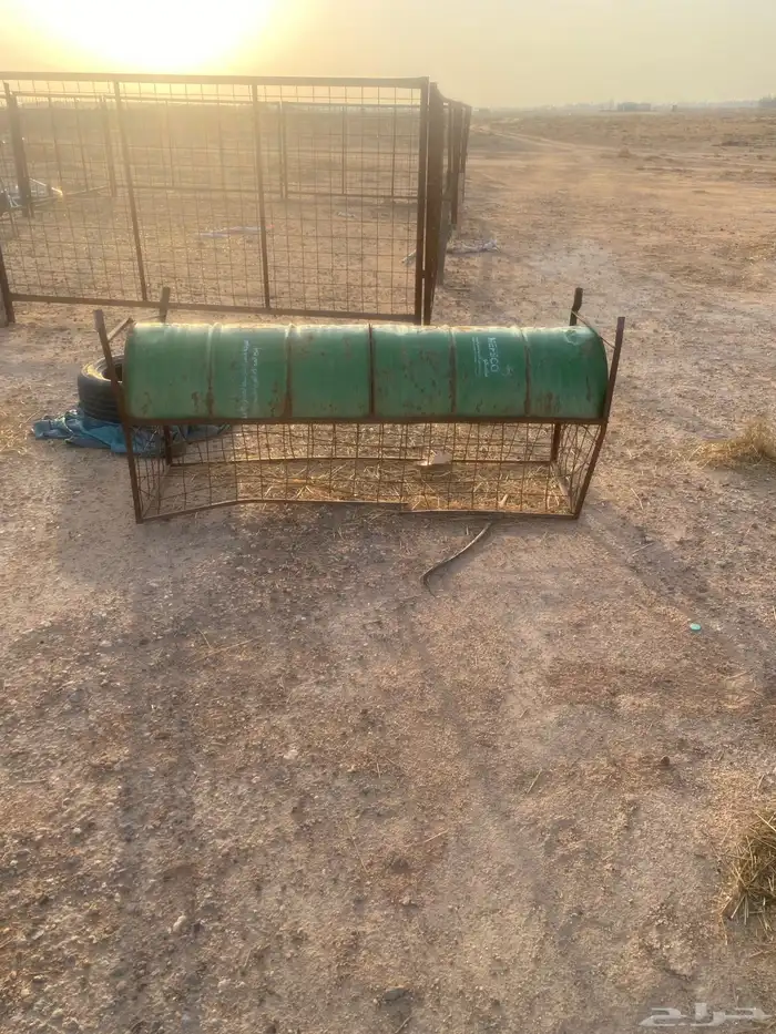 درف الإبل للبيع 4