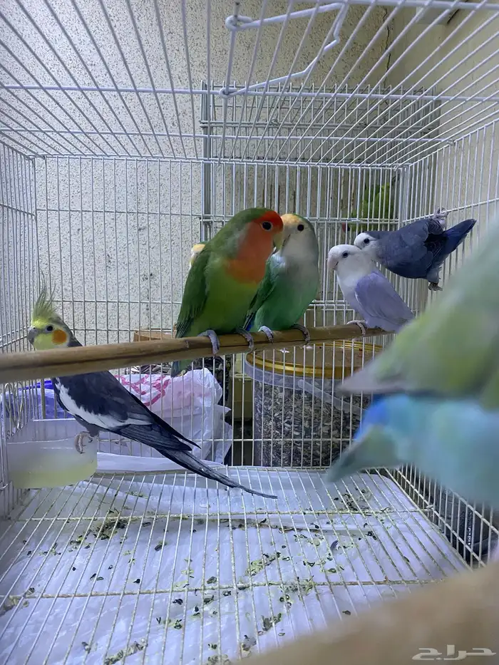 طيور روز و كروان و دره اسعارهم ممتازه 0