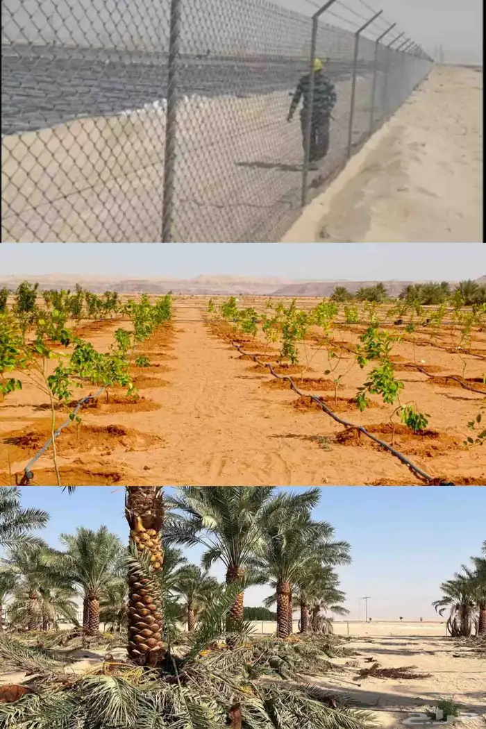 نخل وشبوك مزارع 0