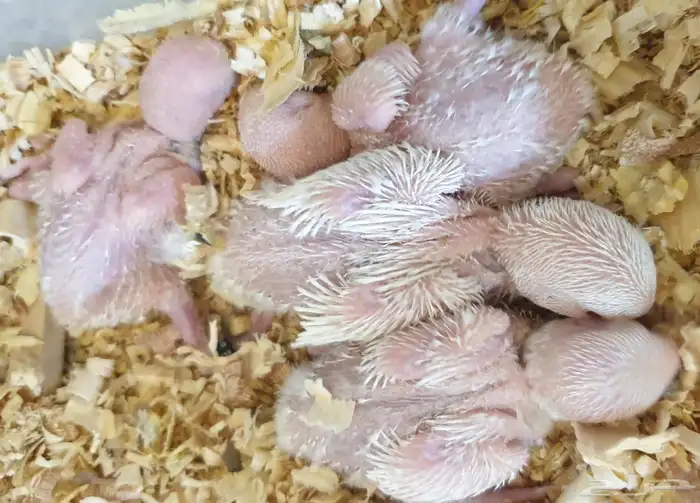 فروخ روز البينو محجلة مع المرفقات 4