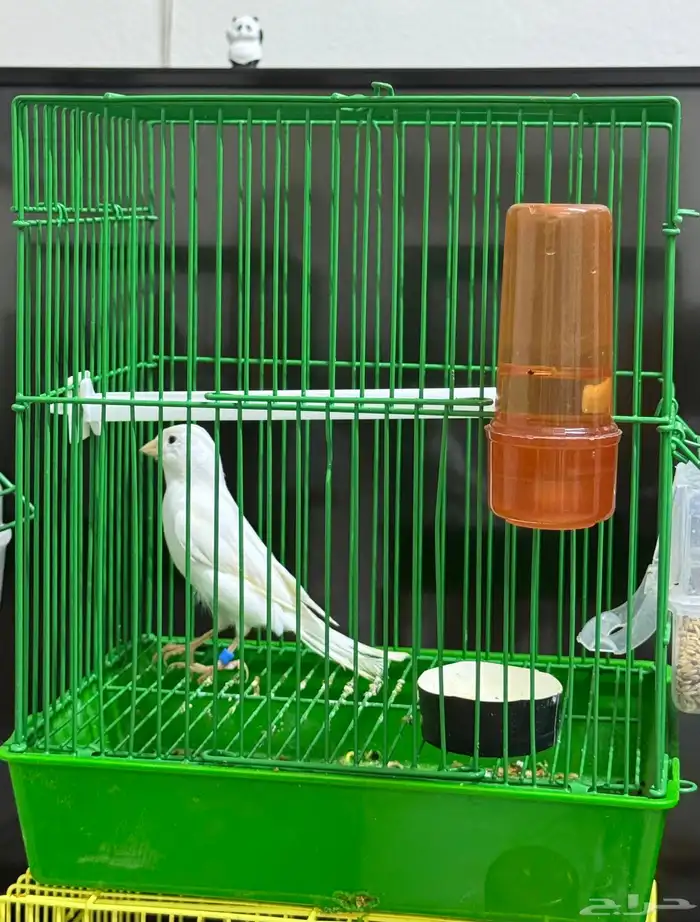 كناري ذكر مغرد 0