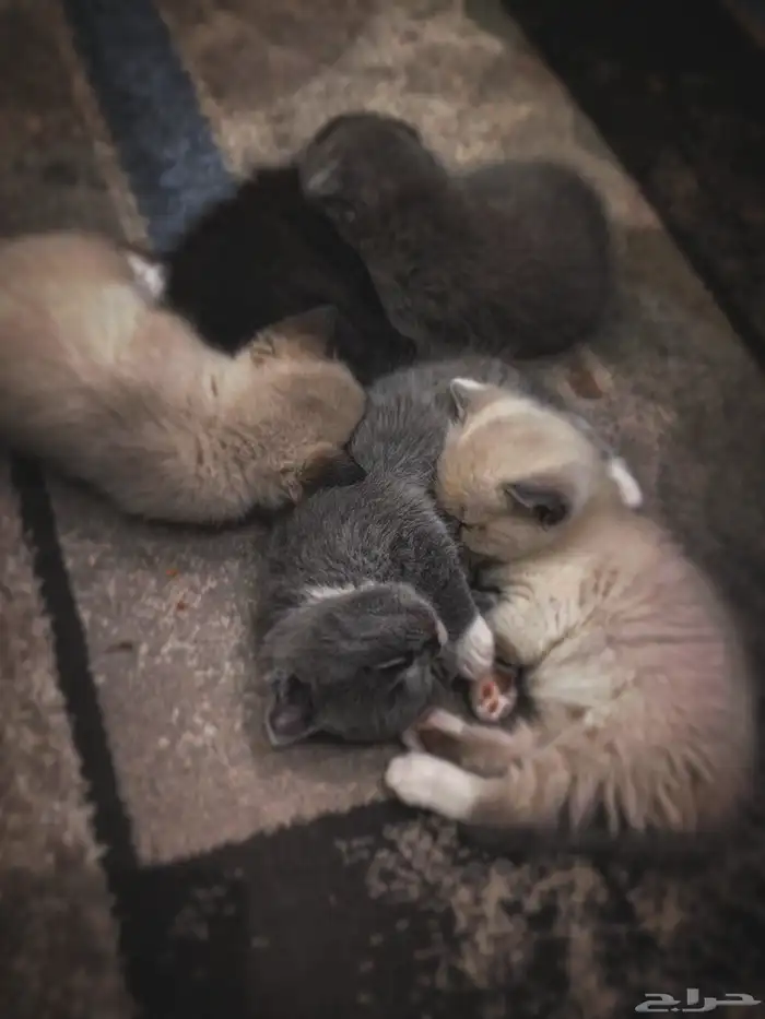 للبيع محبين كيتن سكوتش وراغدول العمر شهر واسبوع 9