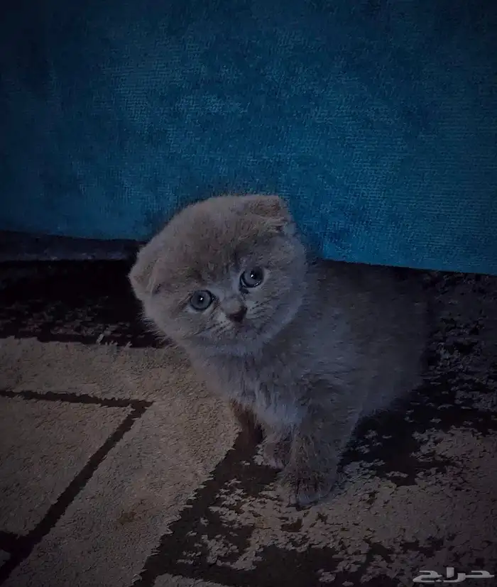 للبيع محبين كيتن سكوتش وراغدول العمر شهر واسبوع 0