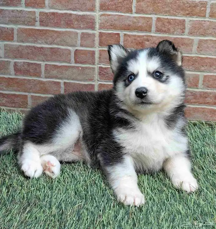 كلاب هاسكي جراوي 11