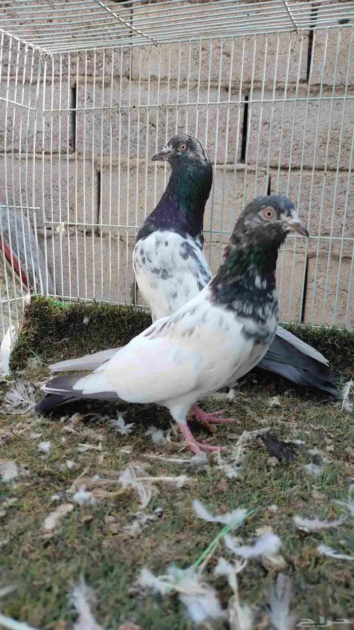 حمام باكستاني 2