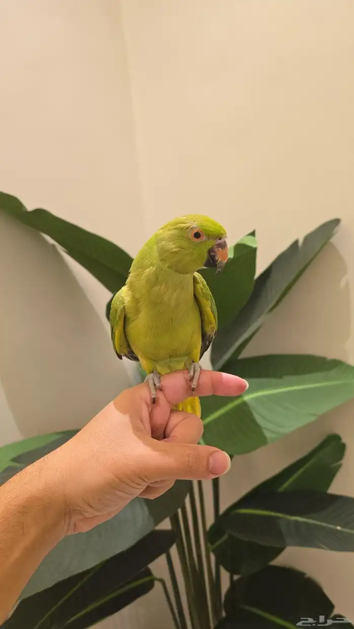 ببغاء الدره اليف 7