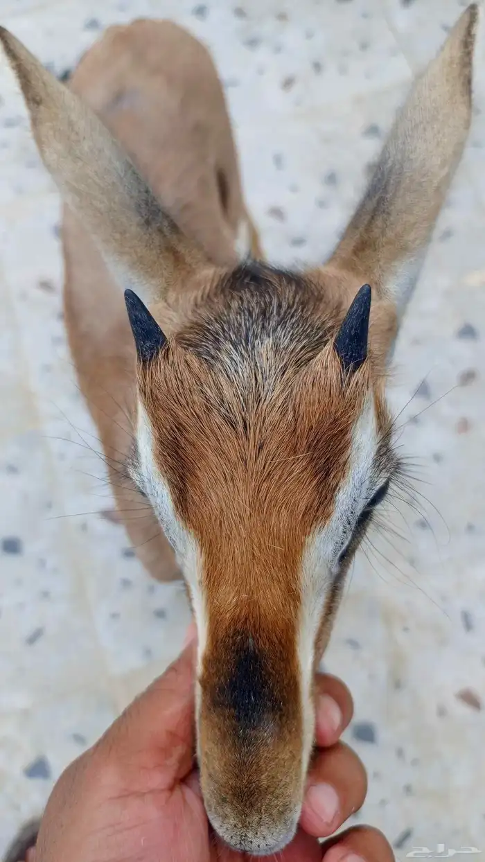 تيس ادمي اليف مره 1