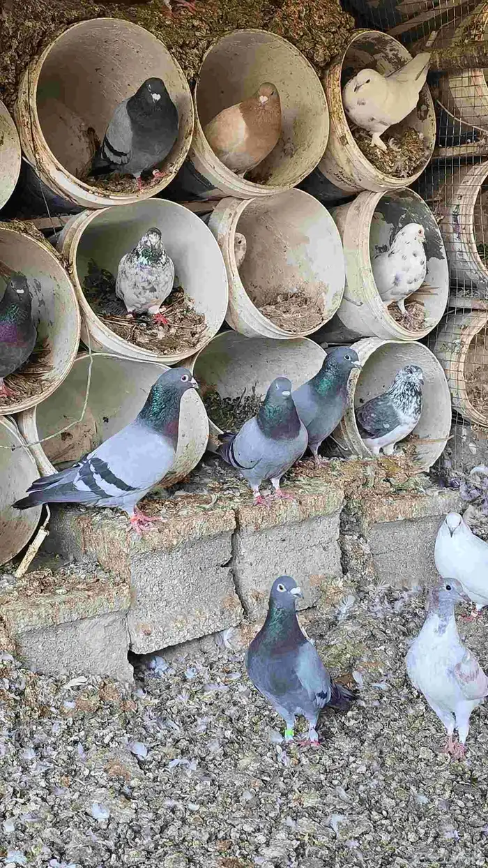 زاجل ازرق للبيع العدد 30 جوز منتج وصحه شرط 0