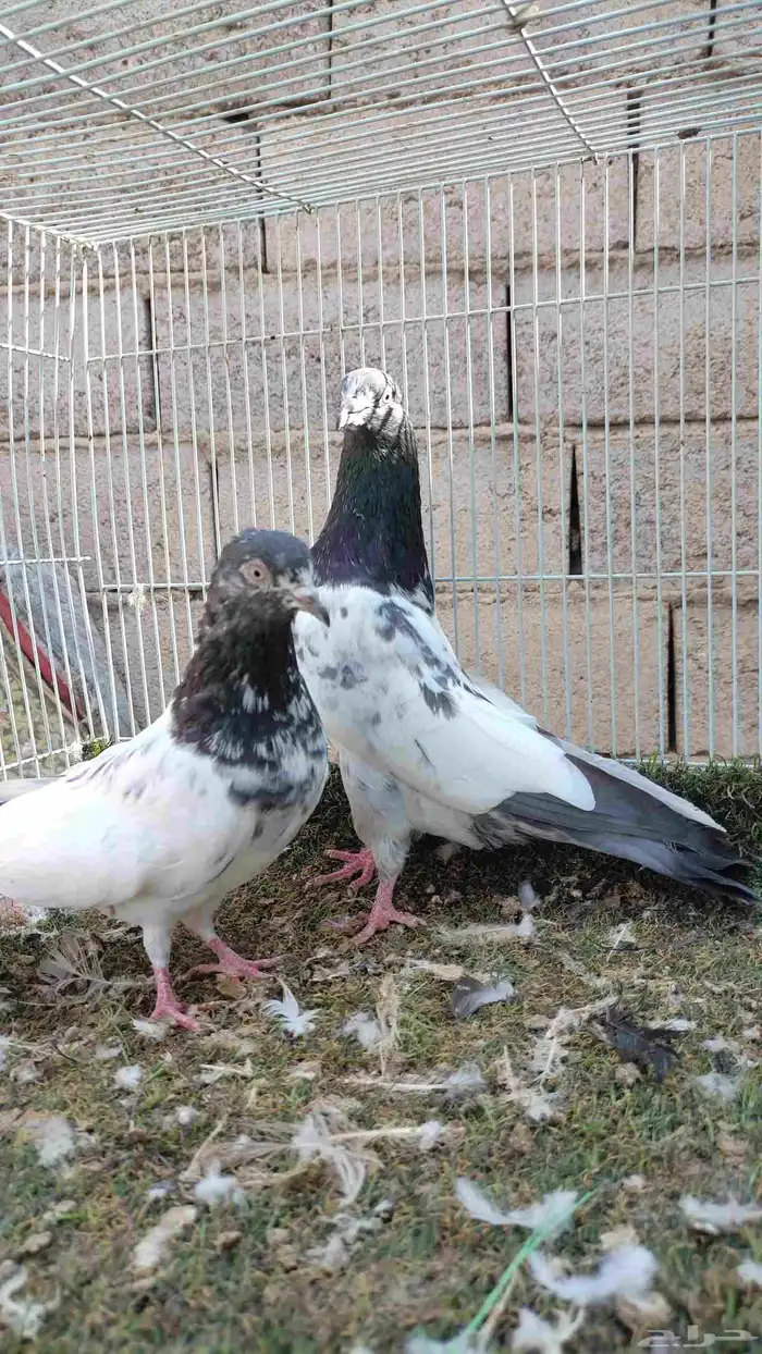 حمام باكستاني 1