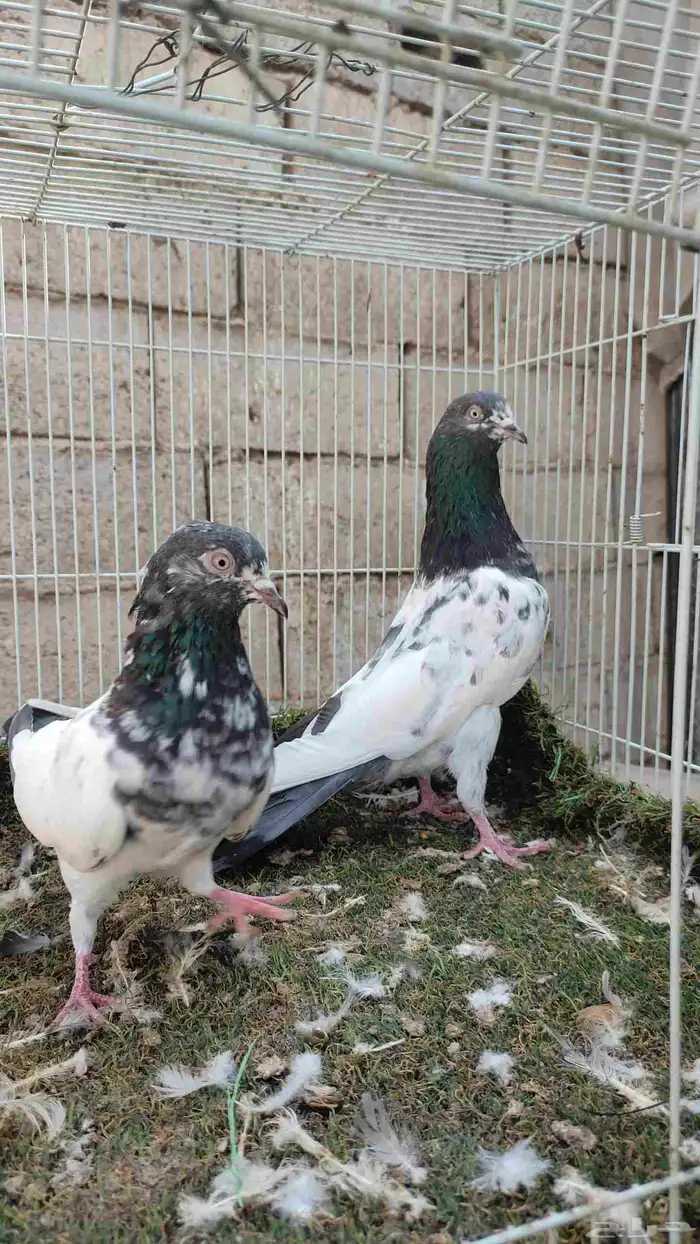 حمام باكستاني 0