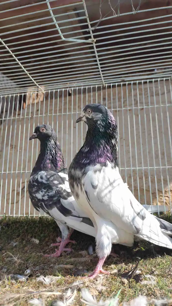 حمام باكستاني 4