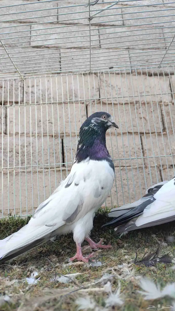 حمام باكستاني 5