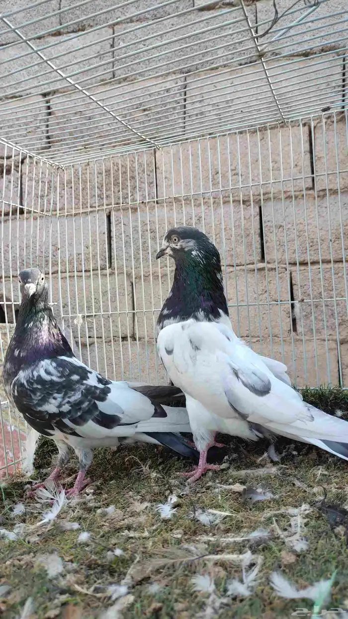 حمام باكستاني 3