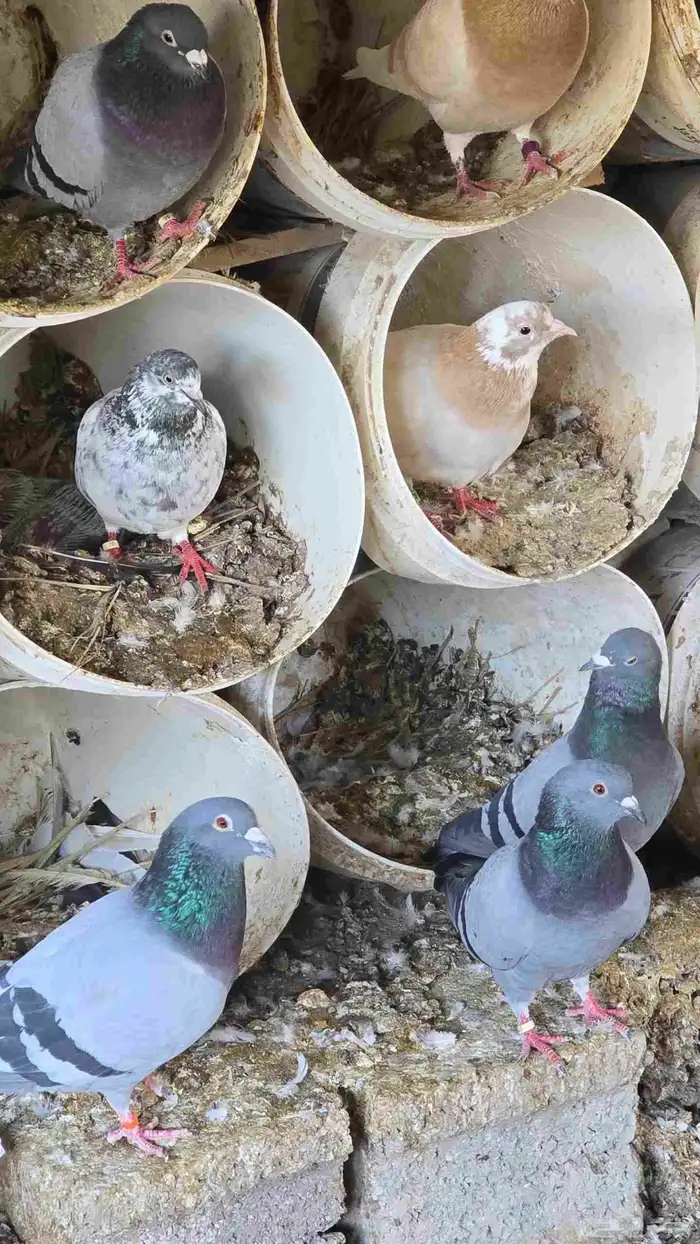 زاجل ازرق للبيع العدد 30 جوز منتج وصحه شرط 1