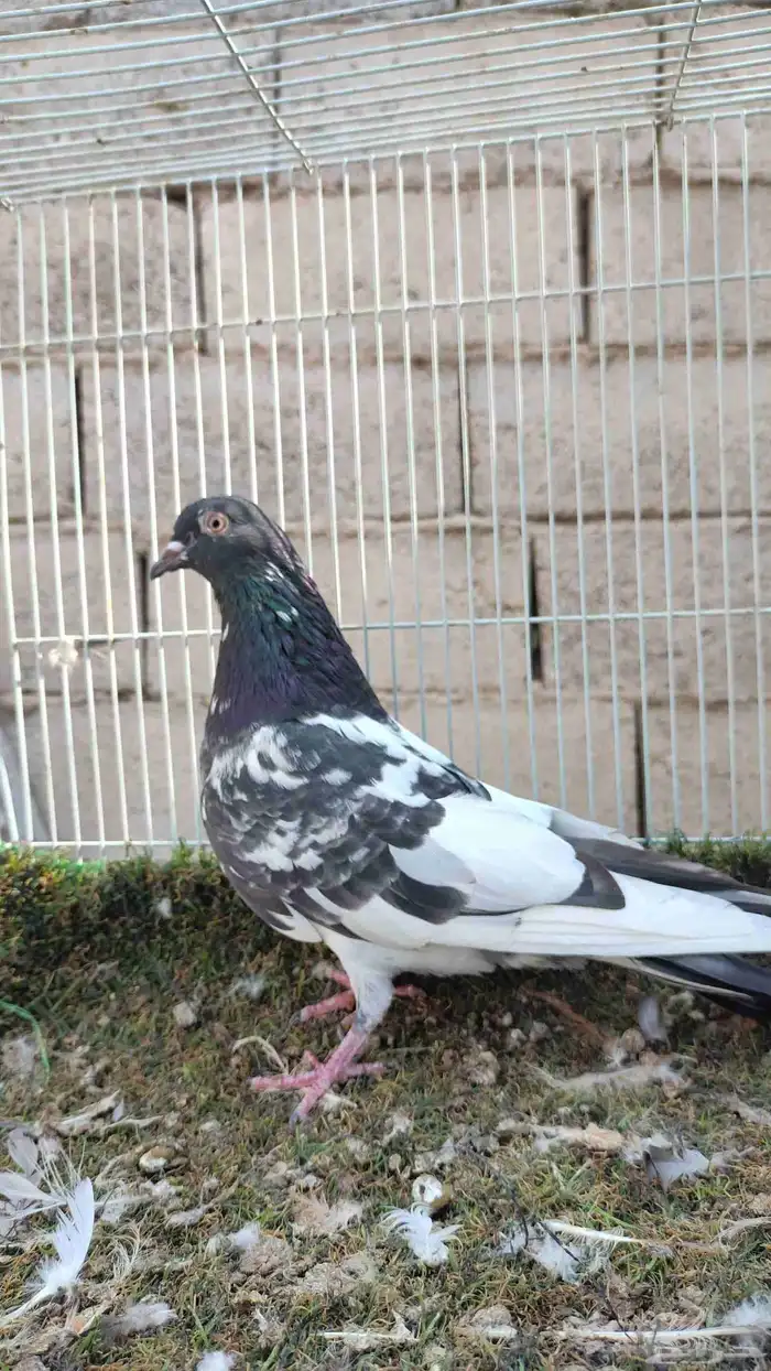 حمام باكستاني 6