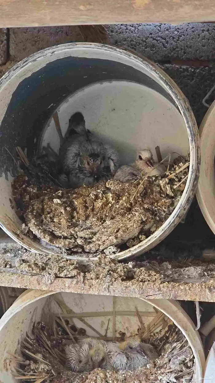 زاجل ازرق للبيع العدد 30 جوز منتج وصحه شرط 2