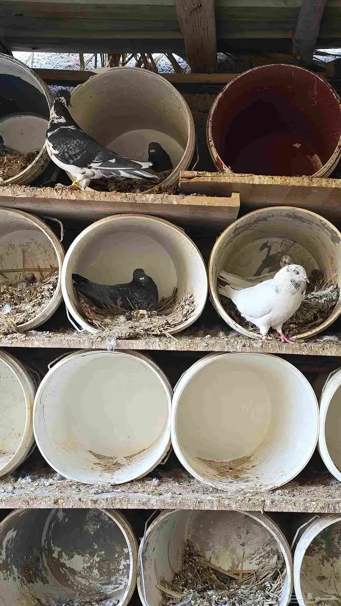 زاجل ازرق للبيع العدد 30 جوز منتج وصحه شرط 3