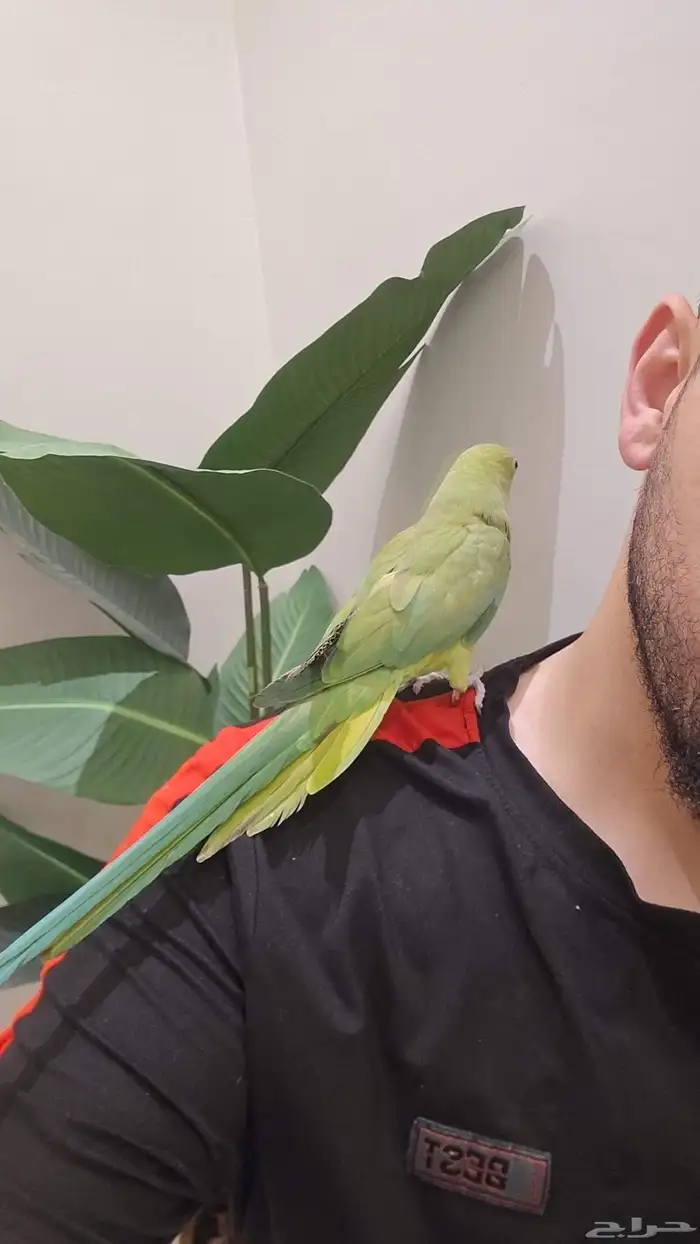 ببغاء الدره اليف 5