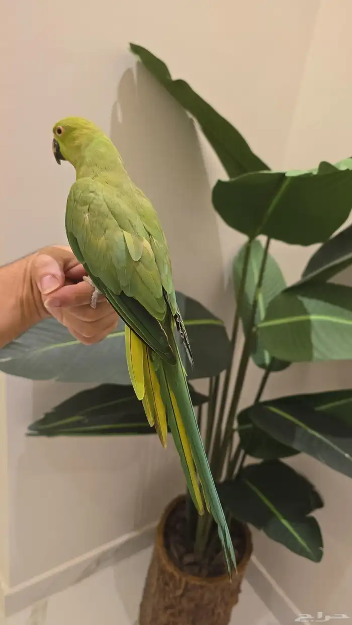 ببغاء الدره اليف 1