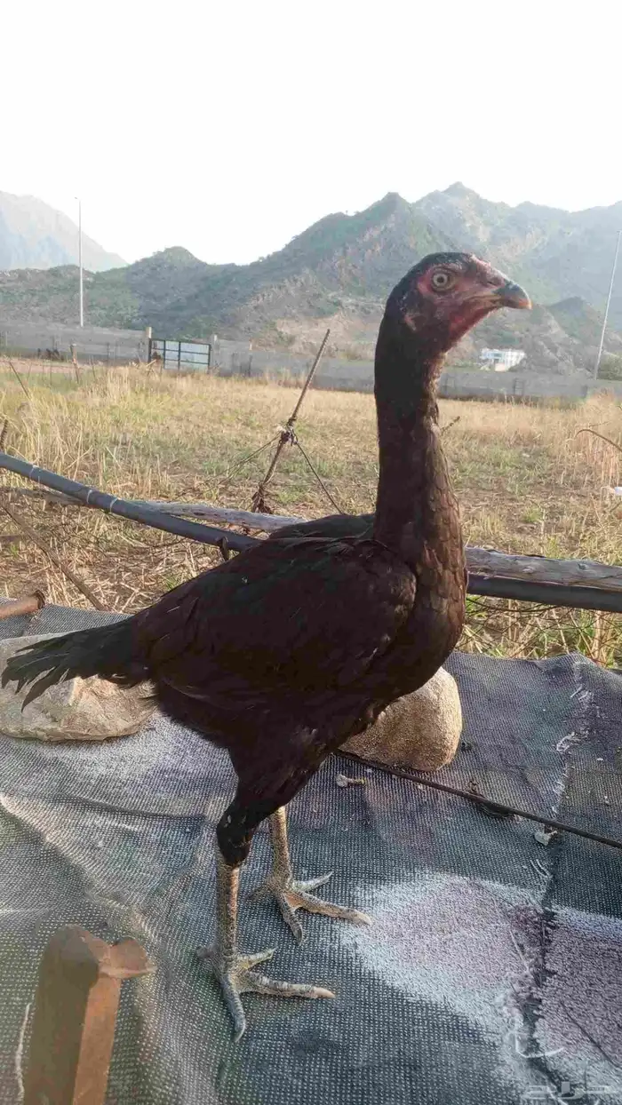 انثى سندي للبيع او للبدل 1