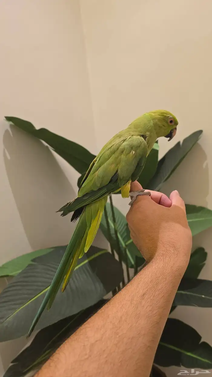 ببغاء الدره اليف 6