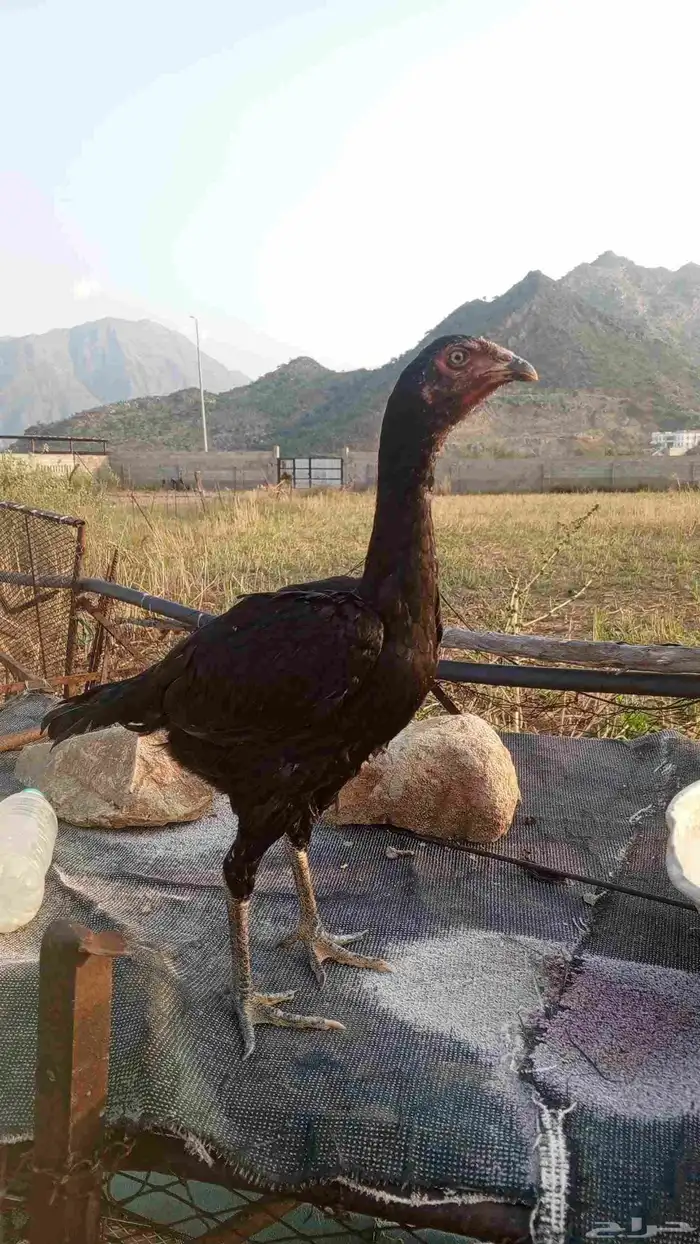 انثى سندي للبيع او للبدل 2