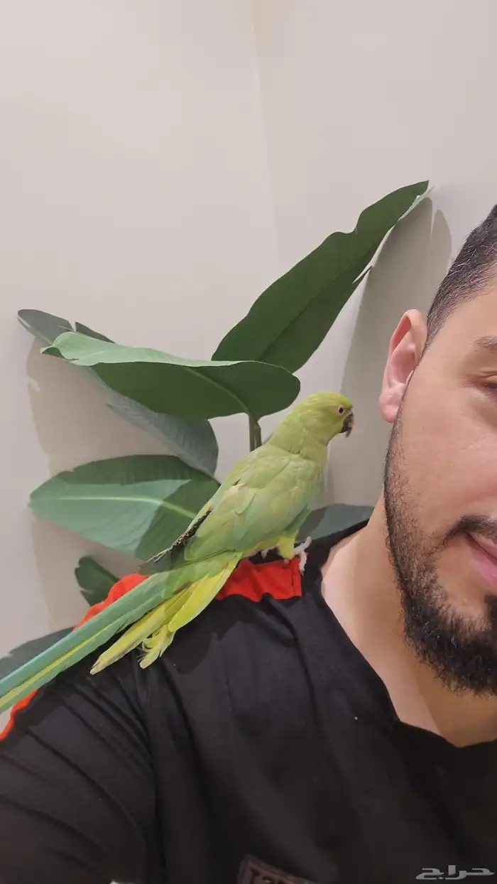 ببغاء الدره اليف 6