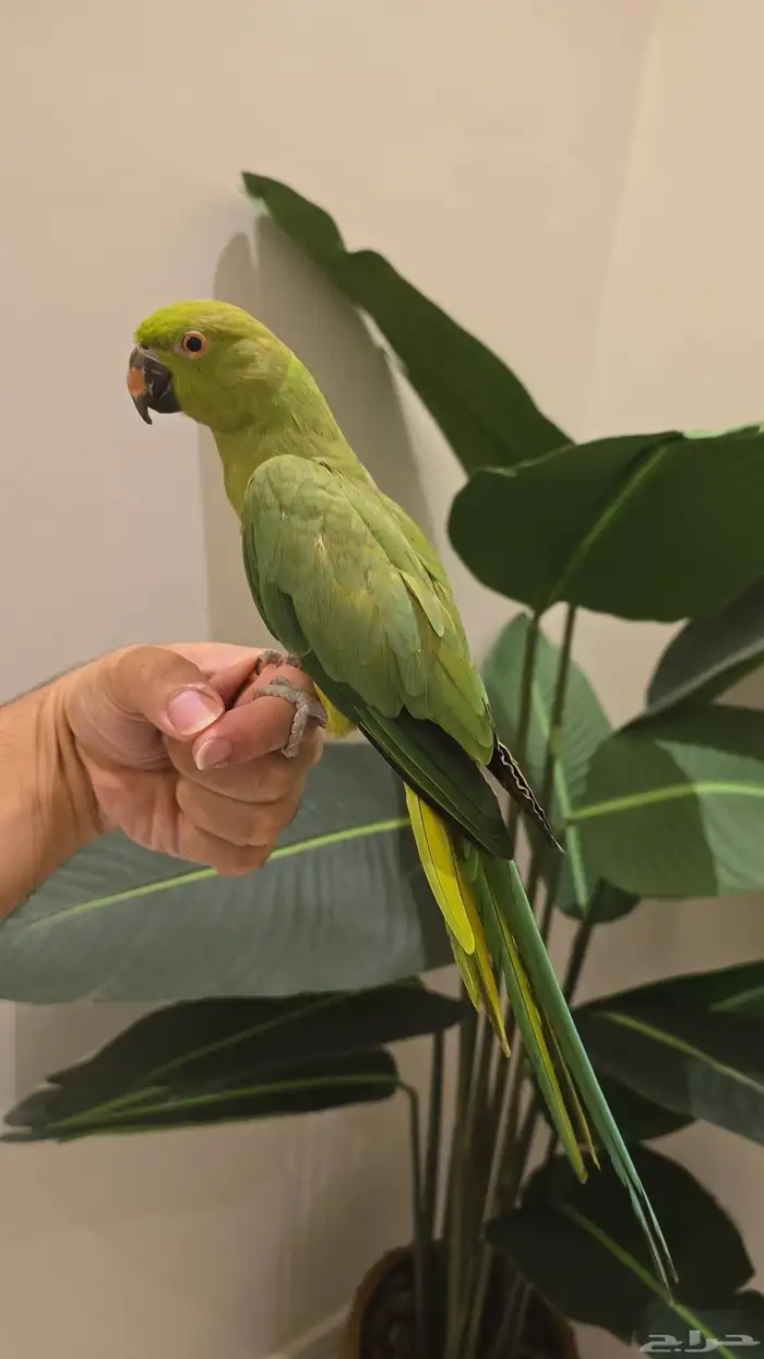 ببغاء الدره اليف 0