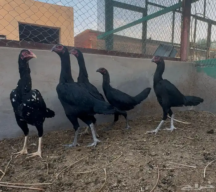 دجاج هجين شامو مستويات تب 1