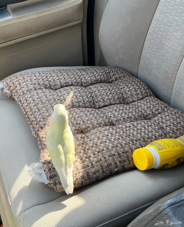 روز اليف عيونه حمراء 4