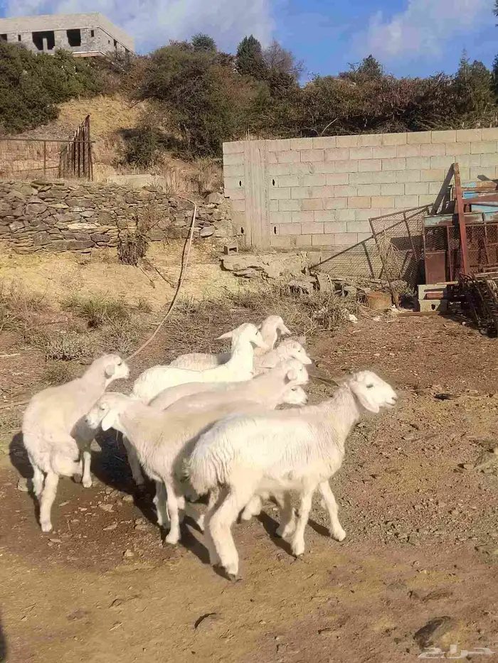 شبك ابو مشعل البرتاوي لبيع المواشي 3