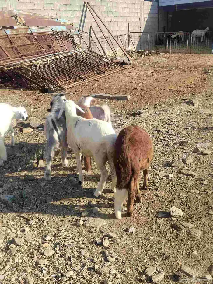 شبك ابو مشعل البرتاوي لبيع المواشي 7