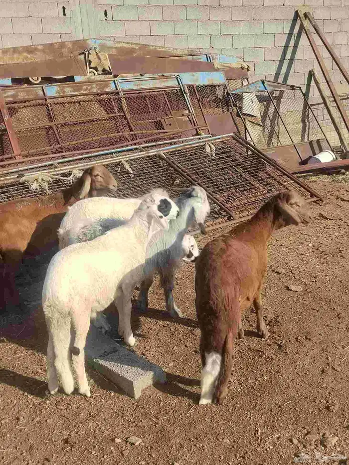 أغنام للبيع (( طليان رخال تيوس) ) 0