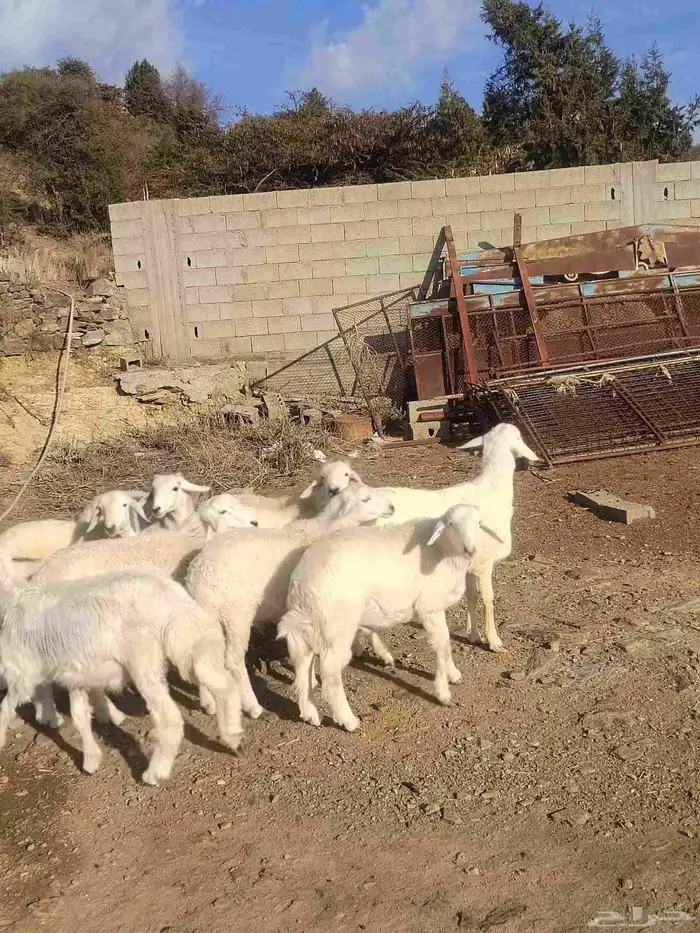 أغنام للبيع (( طليان رخال تيوس) ) 4