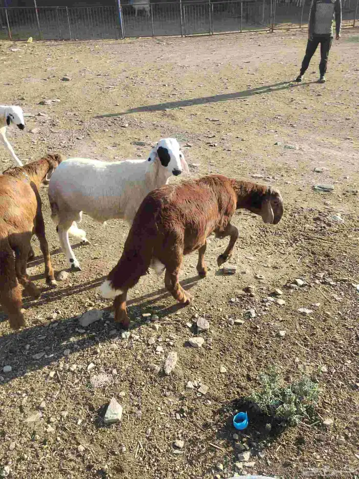 أغنام للبيع (( طليان رخال تيوس) ) 3