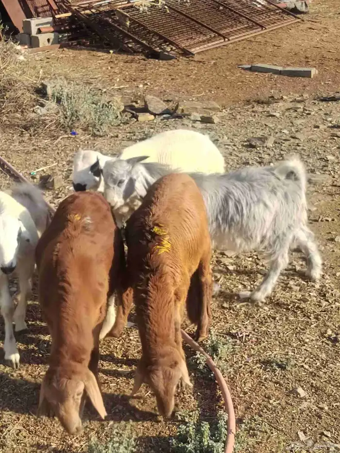 أغنام للبيع (( طليان رخال تيوس) ) 1