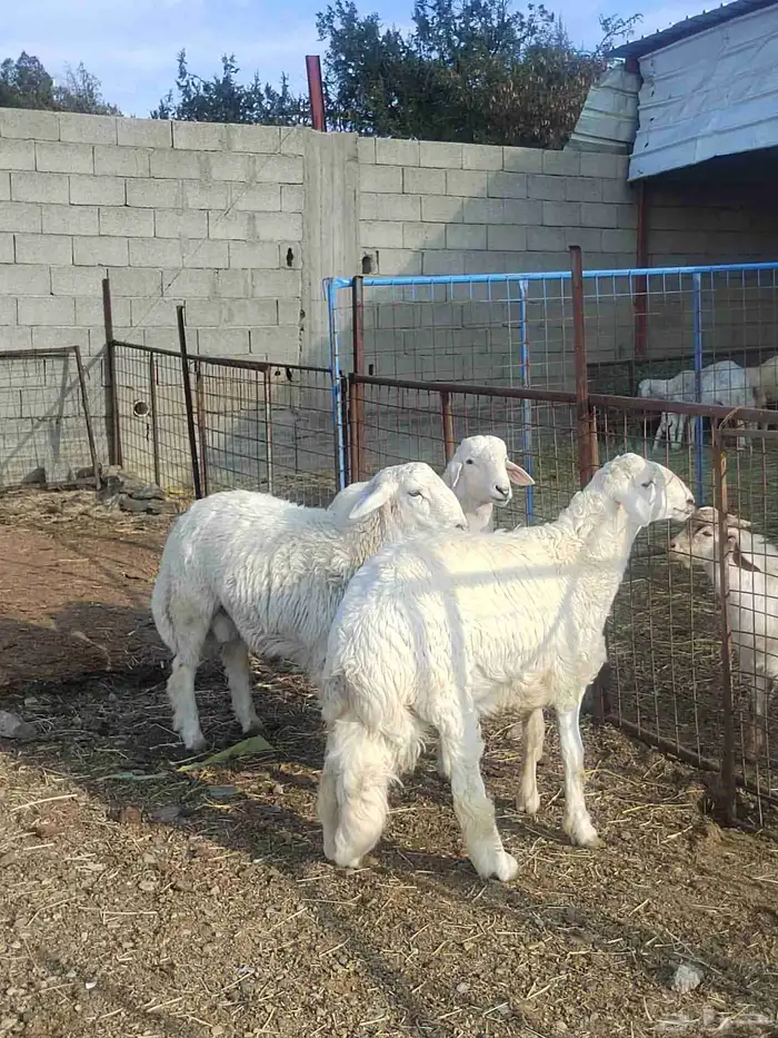 شبك ابو مشعل البرتاوي لبيع المواشي 4