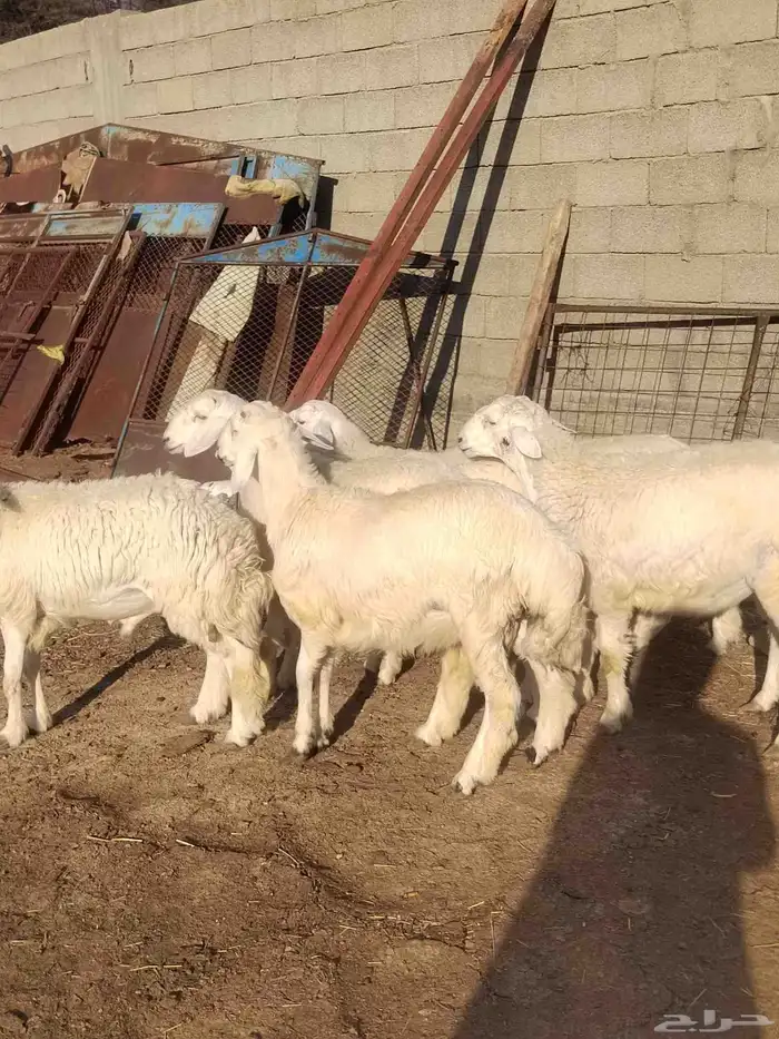 أغنام للبيع (( طليان رخال تيوس) ) 6