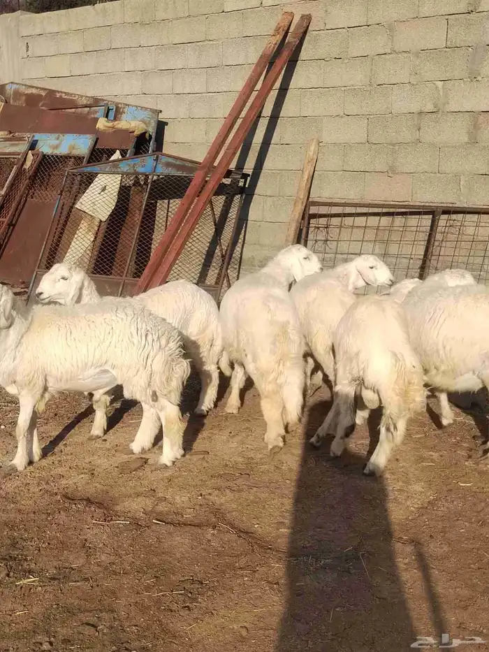 شبك ابو مشعل البرتاوي لبيع المواشي 0