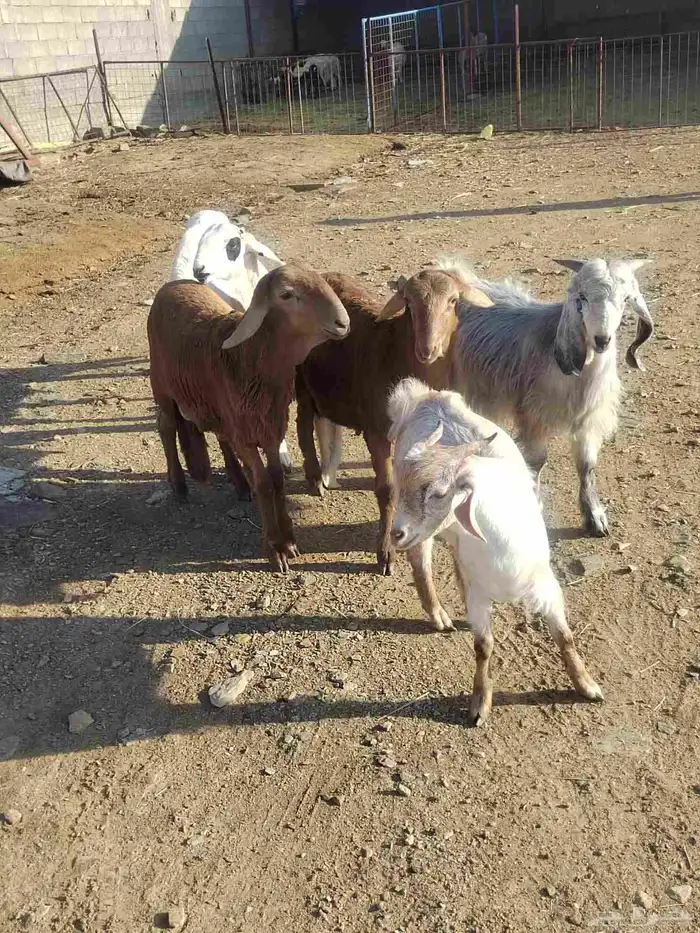 أغنام للبيع (( طليان رخال تيوس) ) 2