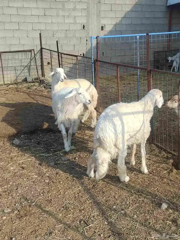 شبك ابو مشعل البرتاوي لبيع المواشي 5