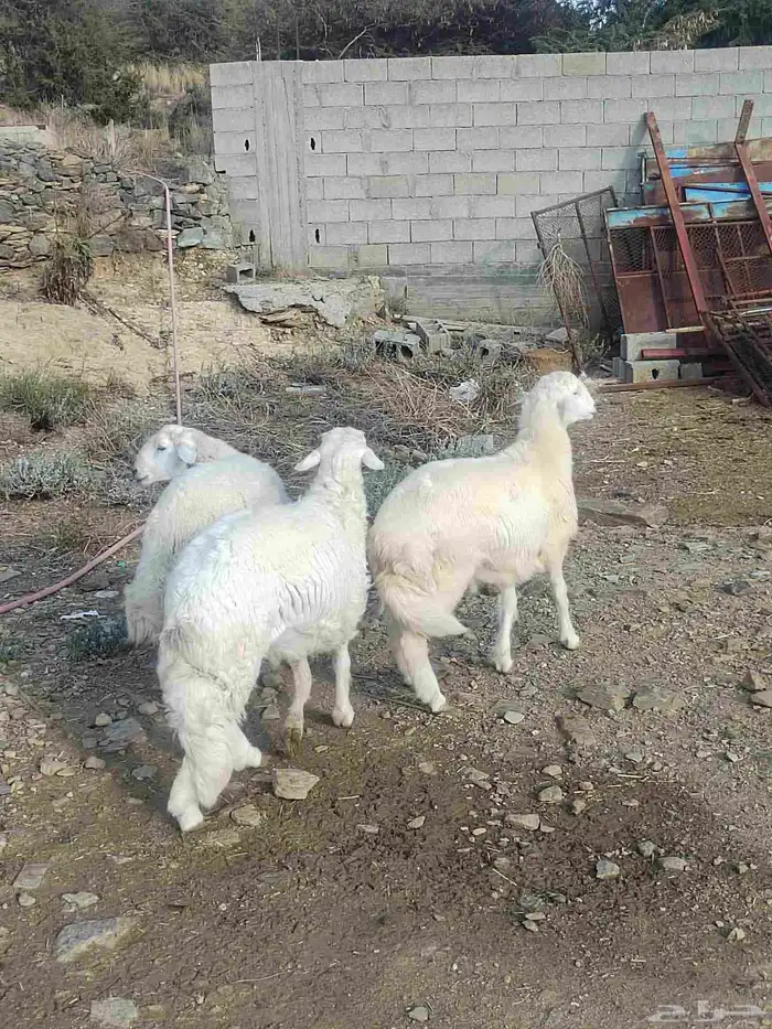 ذبايح للبيع (( طليان حري سواكن تيوس رخال)) 0