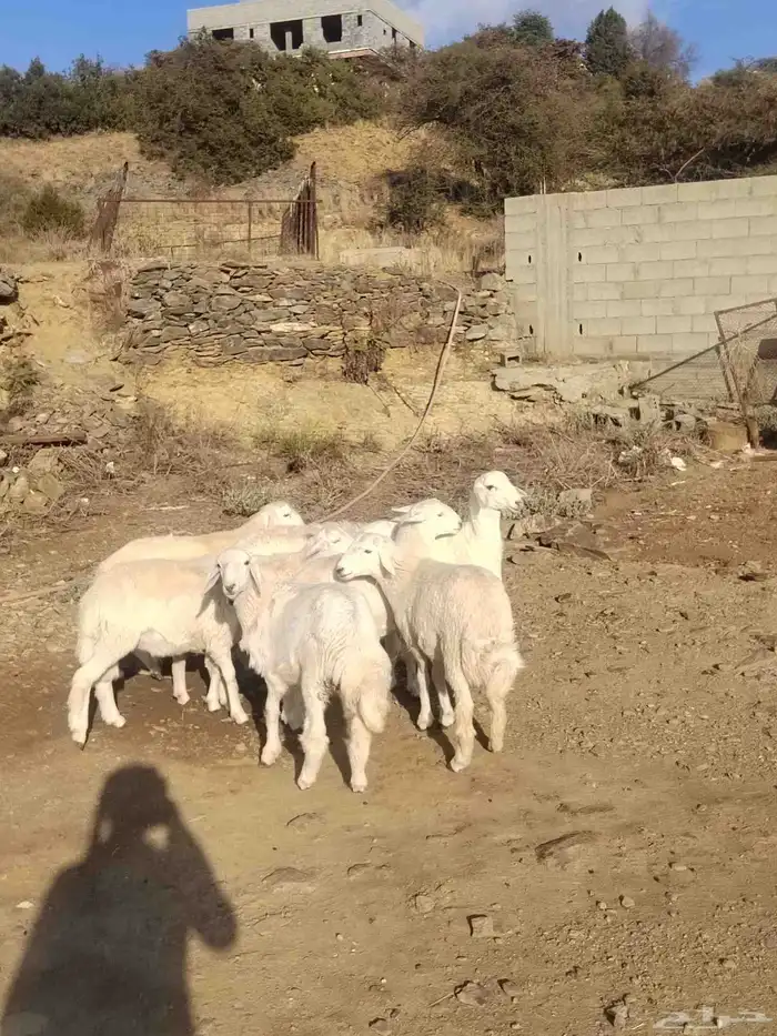 شبك ابو مشعل البرتاوي لبيع المواشي 9