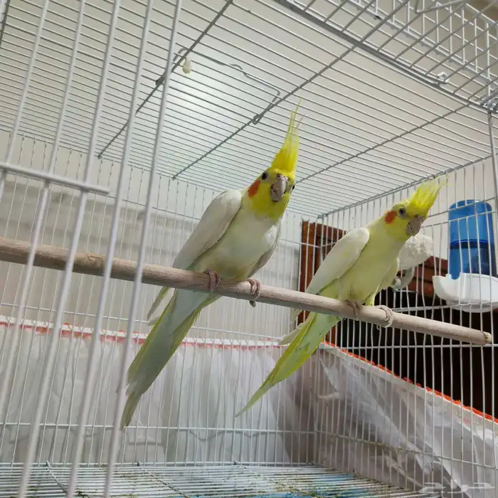 جوز كروان منتج ومعه فرخ وبيض 0