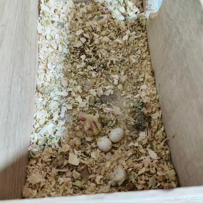 جوز كروان منتج ومعه فرخ وبيض 1