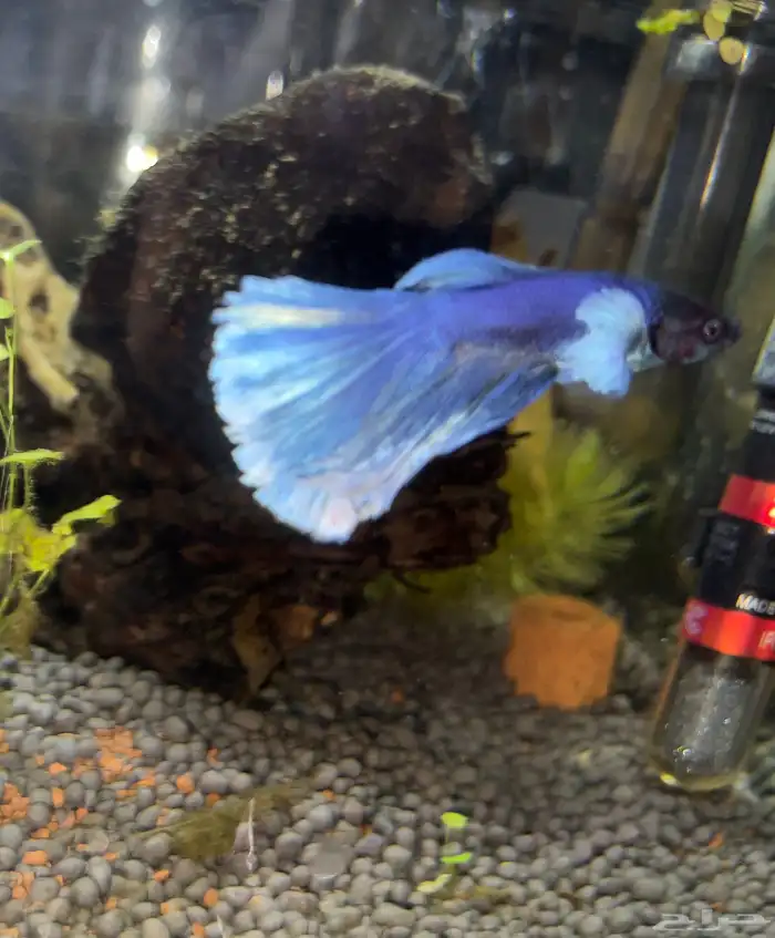 فايتر اذن الفيل 1