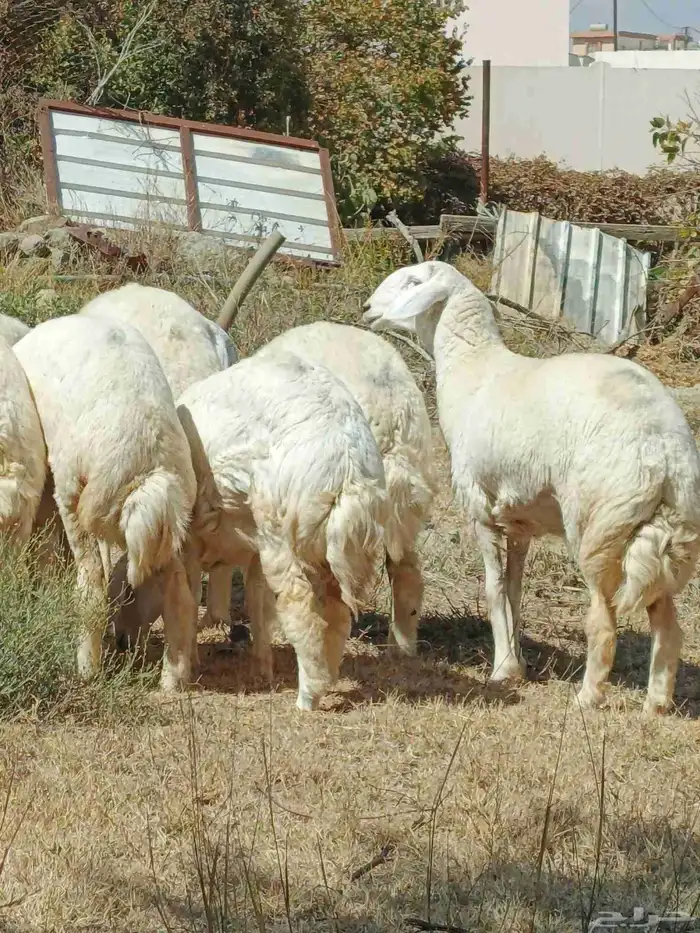 رخال صنف فواخر مع طليان مشاريع فحول 2