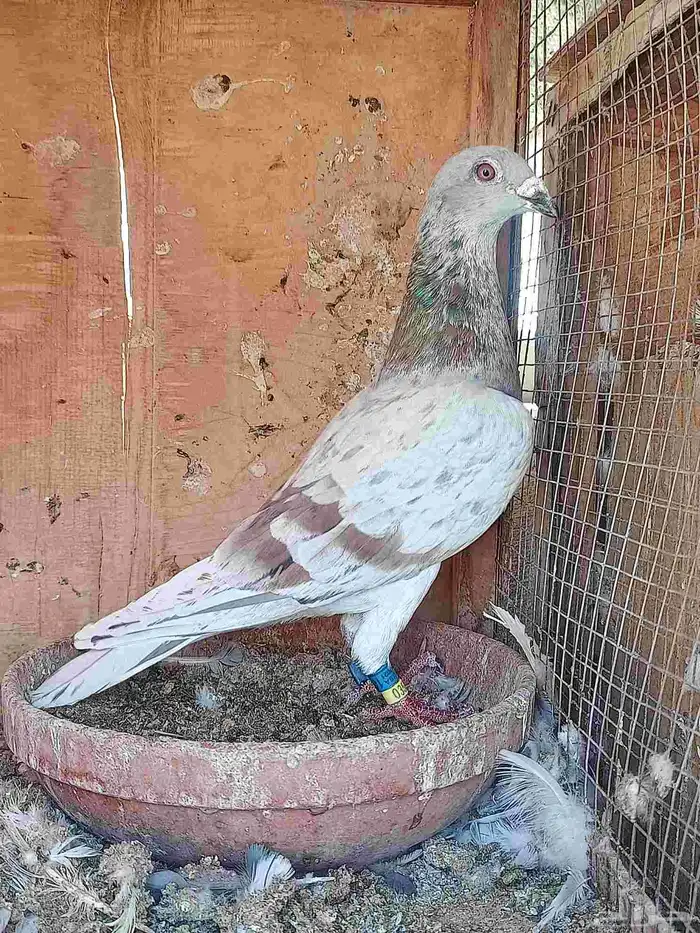 ذكر زاجل سباق 21 1