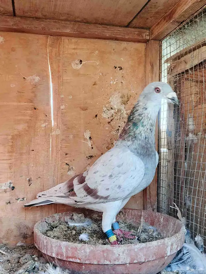 ذكر زاجل سباق 21 0